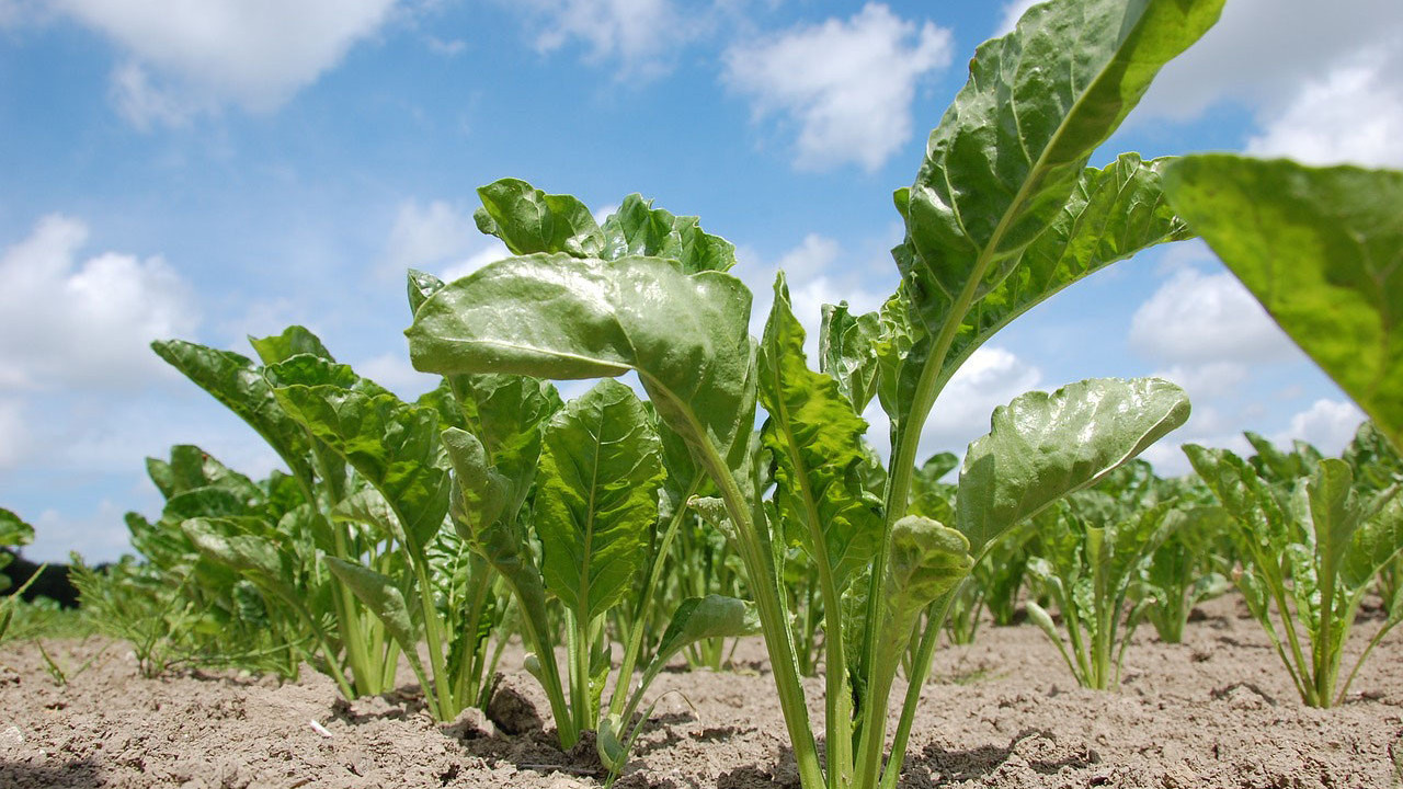 Pancar çiftçisine 490 milyon TL avans ödemesi yapılacak