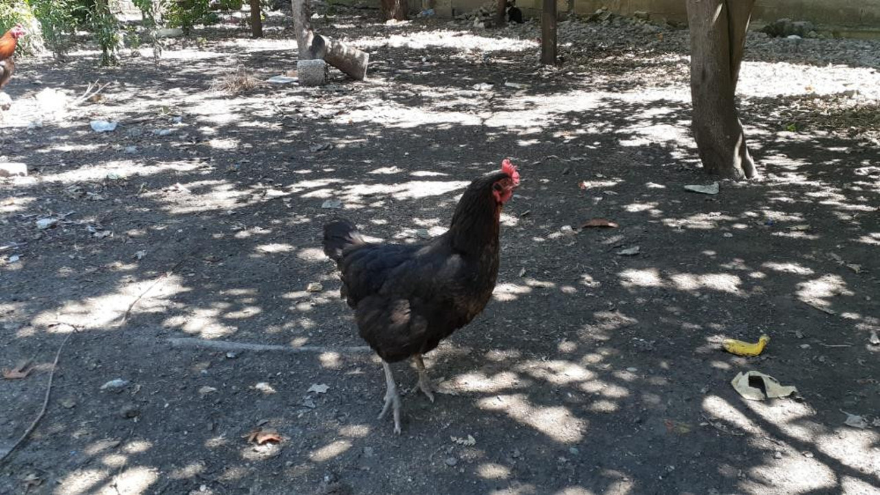 Kümese giren adam tavuğun altında gördü titreyerek oğluna bağırdı