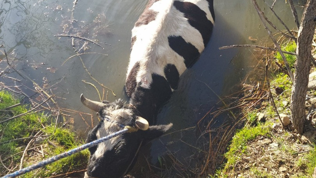 Sulama havuzuna düşen inek kurtarıldı