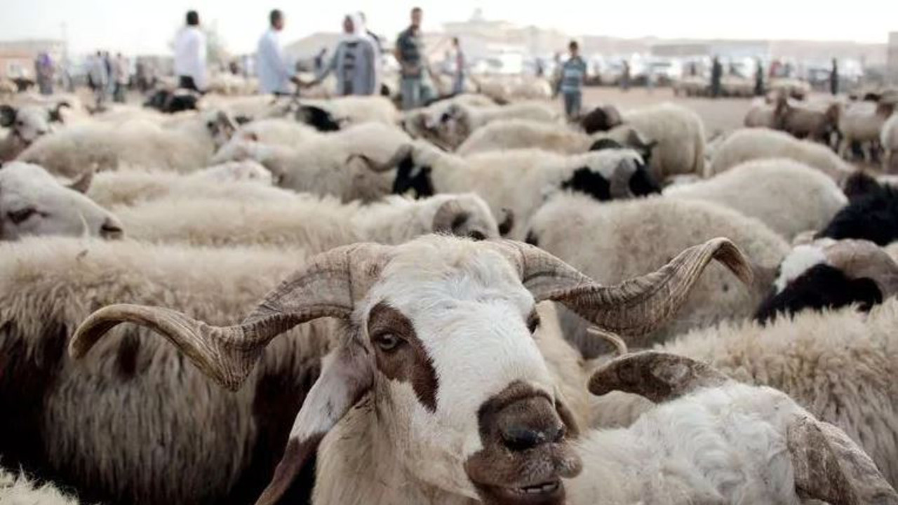 Bu Kurban Bayramı'nda küçükbaş hayvan almak hayal olacak