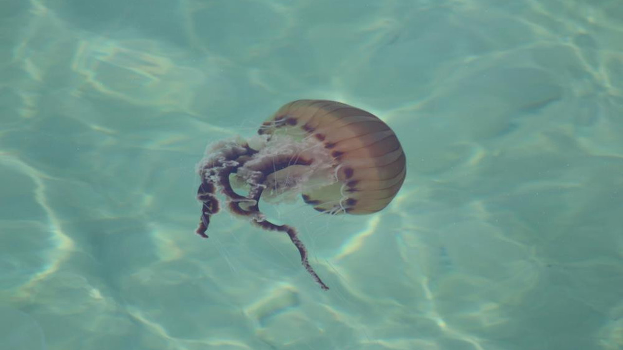 Marmara ve Ege sahillerimize akın etti hepsi dev gibi hepsi zehirli. Yüzmek cesaret isteyecek