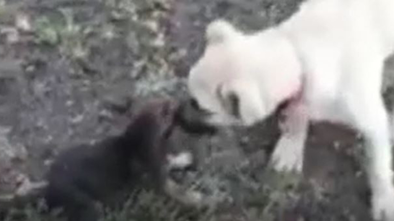 Yavru kurda şefkat çoban köpeğinden