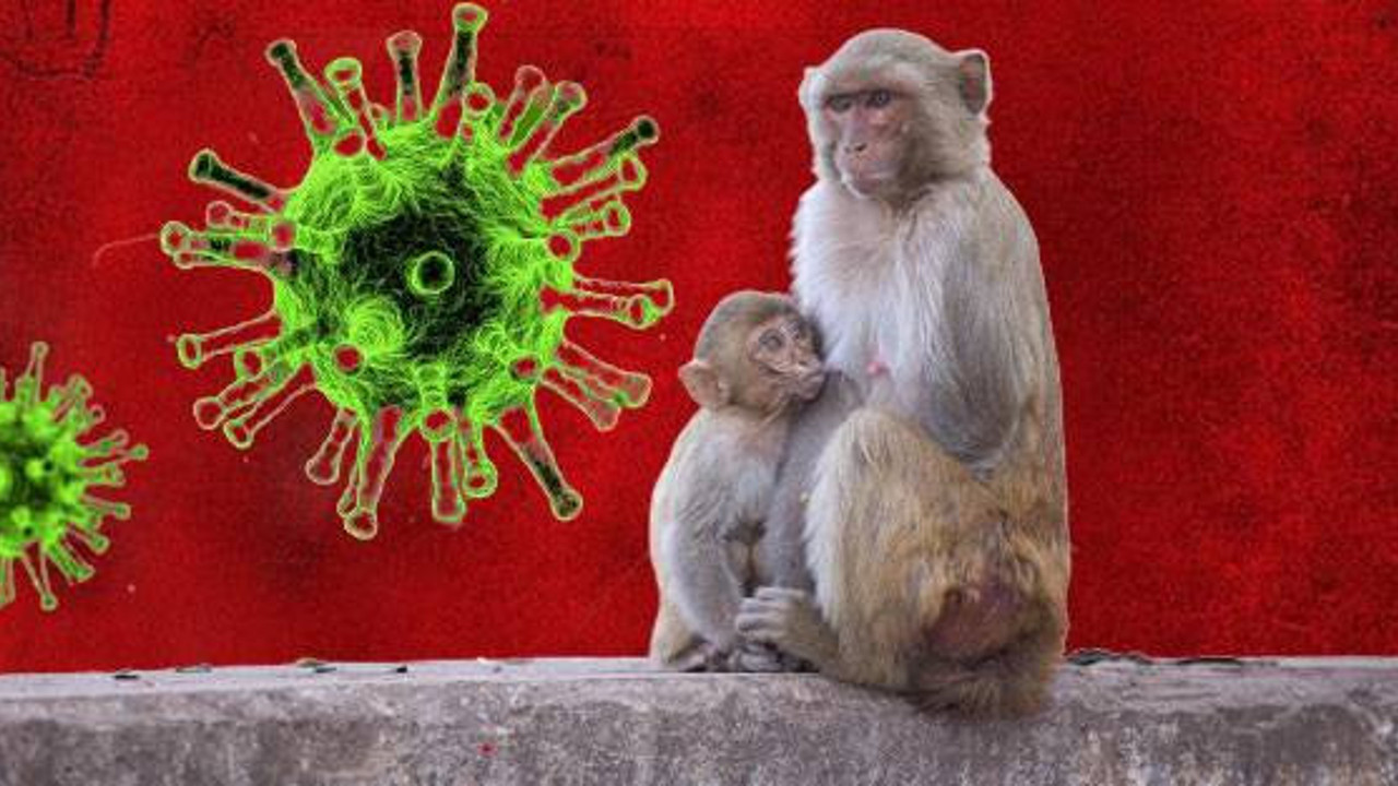 O ülkede maymun çiçeğiyle ilgili büyük panik