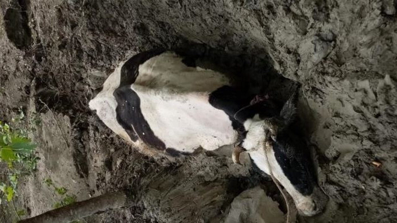 İnek bataklığa saplandı. Alarm verildi
