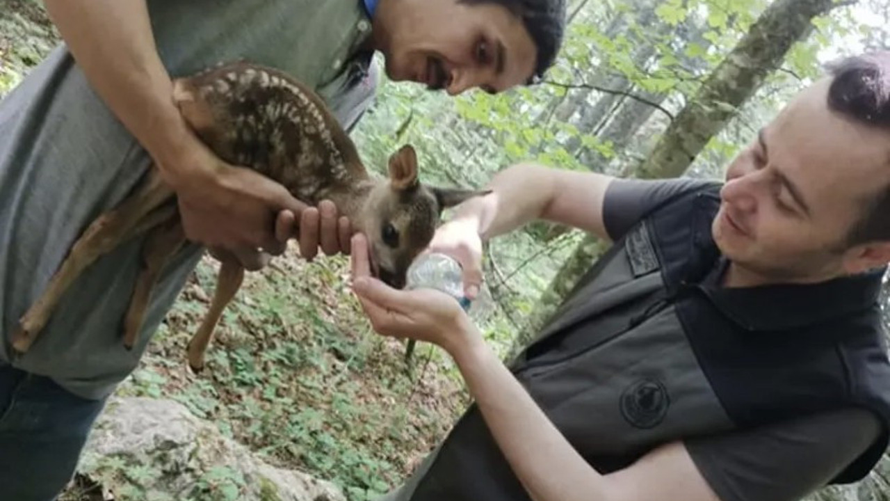 Yaralı halde bulunan karaca yavrusu tedaviye alındı