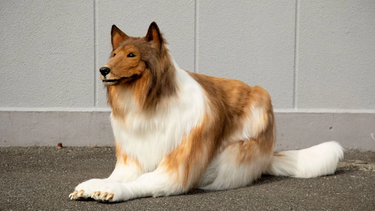 Köpek olmak isteyen adam bakın ne kadar harcadı? Youtube'dan yayılan video viral oldu