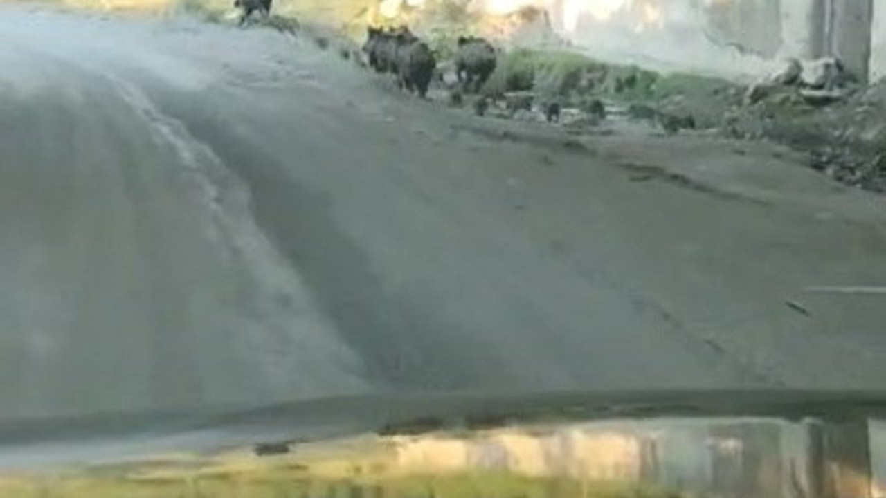 Kastamonu'da domuz sürüsü yola indi