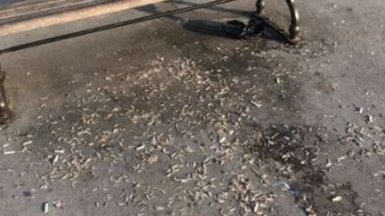 Ünlü gazeteci Ersoy Özdem boğazda yüzen öküzleri açıkladı. Bir de sahilde çekirdek yemişler