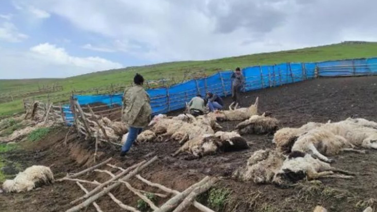 Gök gürültüsü öldürdü! Koca sürü telef oldu