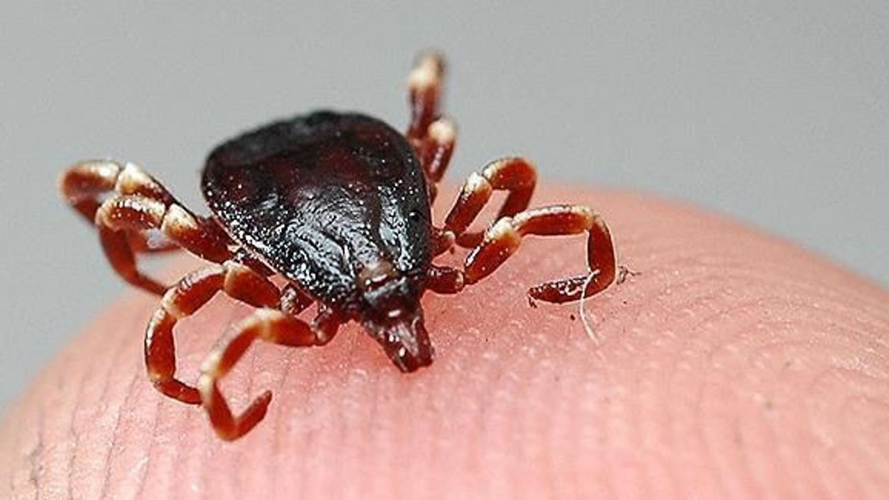 Doğada bulunurken dikkat. Keneyle ilgili uzmanından kritik uyarı