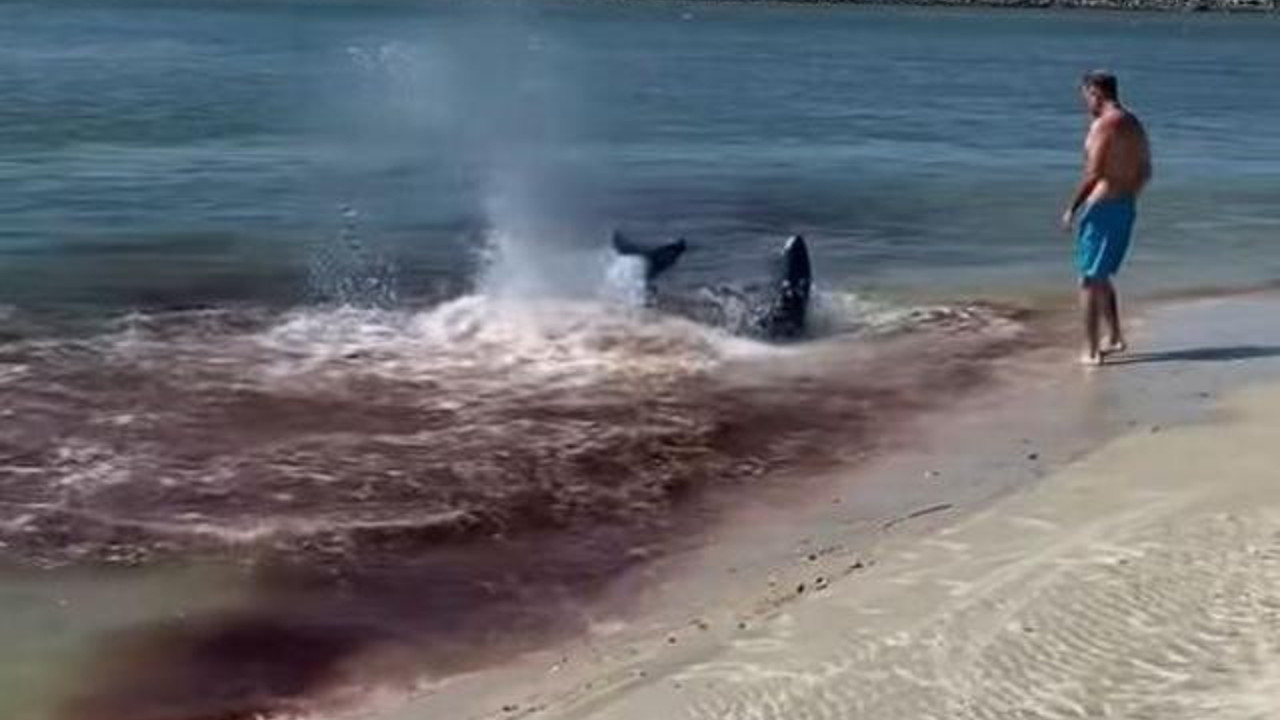 Deniz bir anda kıpkırmızı oldu. Su altındaki kanlı kapışmayı görenler dehşete düştü. Kenardaki adama dikkat