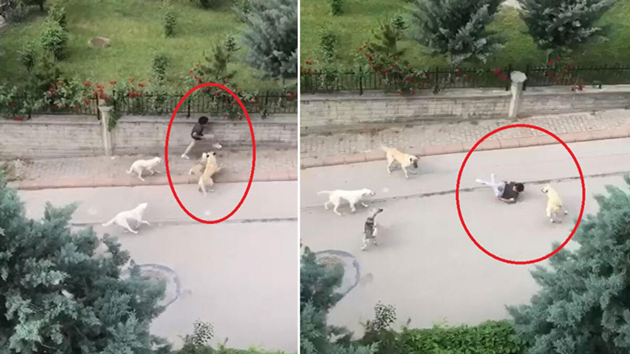 Sokak köpekleri ortaokul öğrencisine dehşeti yaşattı. Durdurun bu terörü