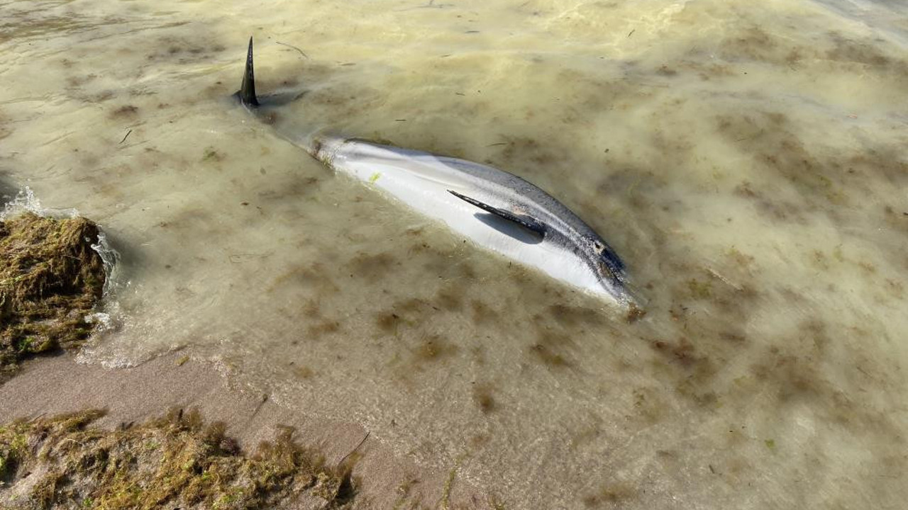 Yunusu denizdeki renk değişimi mi öldürdü