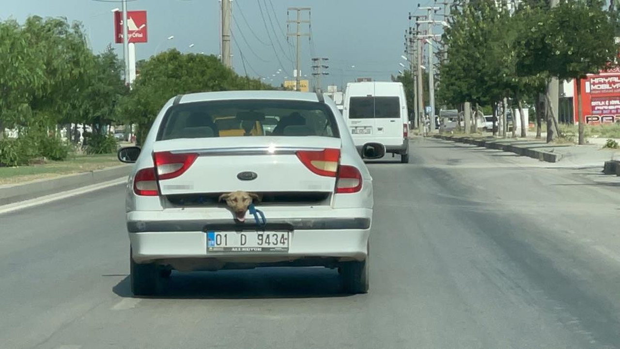 Böyle vicdansızlık olur mu. 40 derece sıcakta köpeği böyle taşıdı