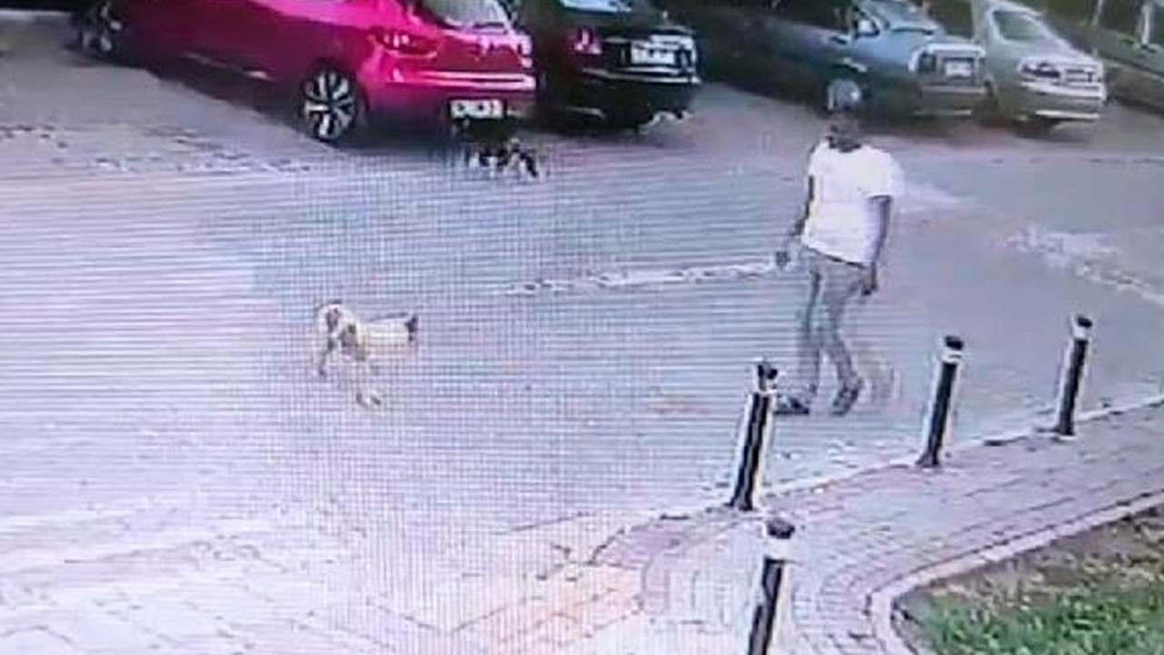 Durduk yere köpeğe tekme attı