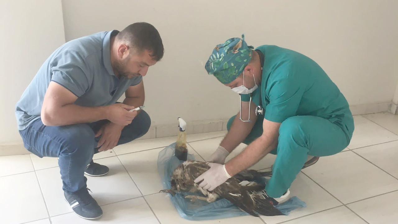 Yaralı bulunan kaya kartalı tedavi altına alındı