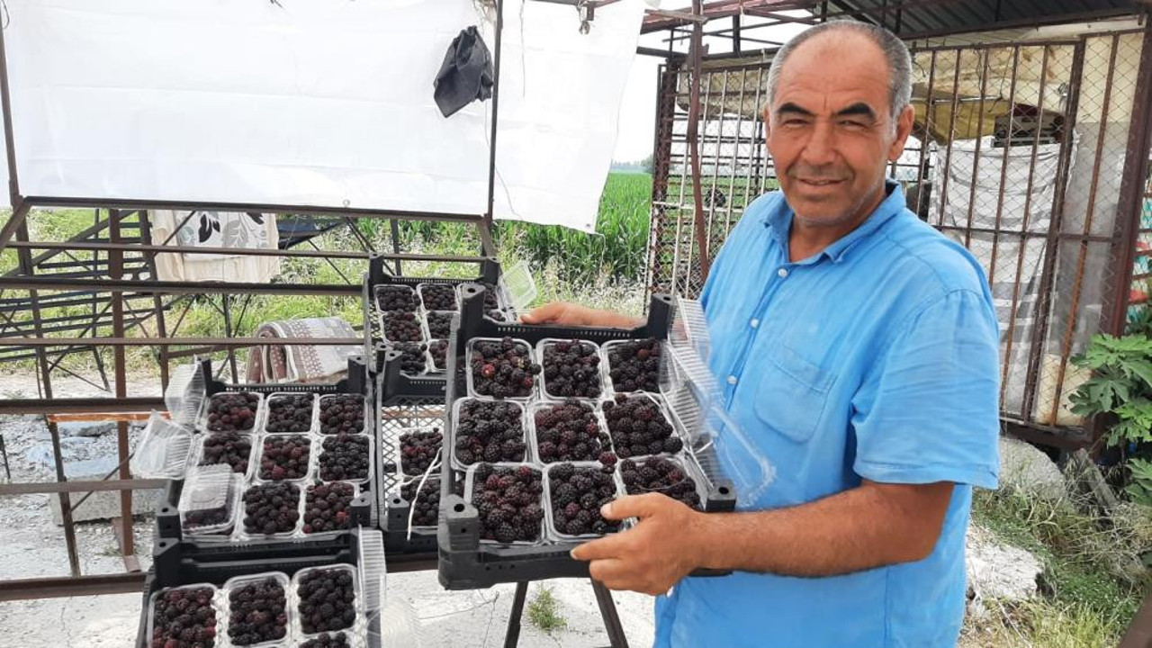 Meraktan böğürtlen üretti şimdi 25 günde 300 bin TL kazanacak