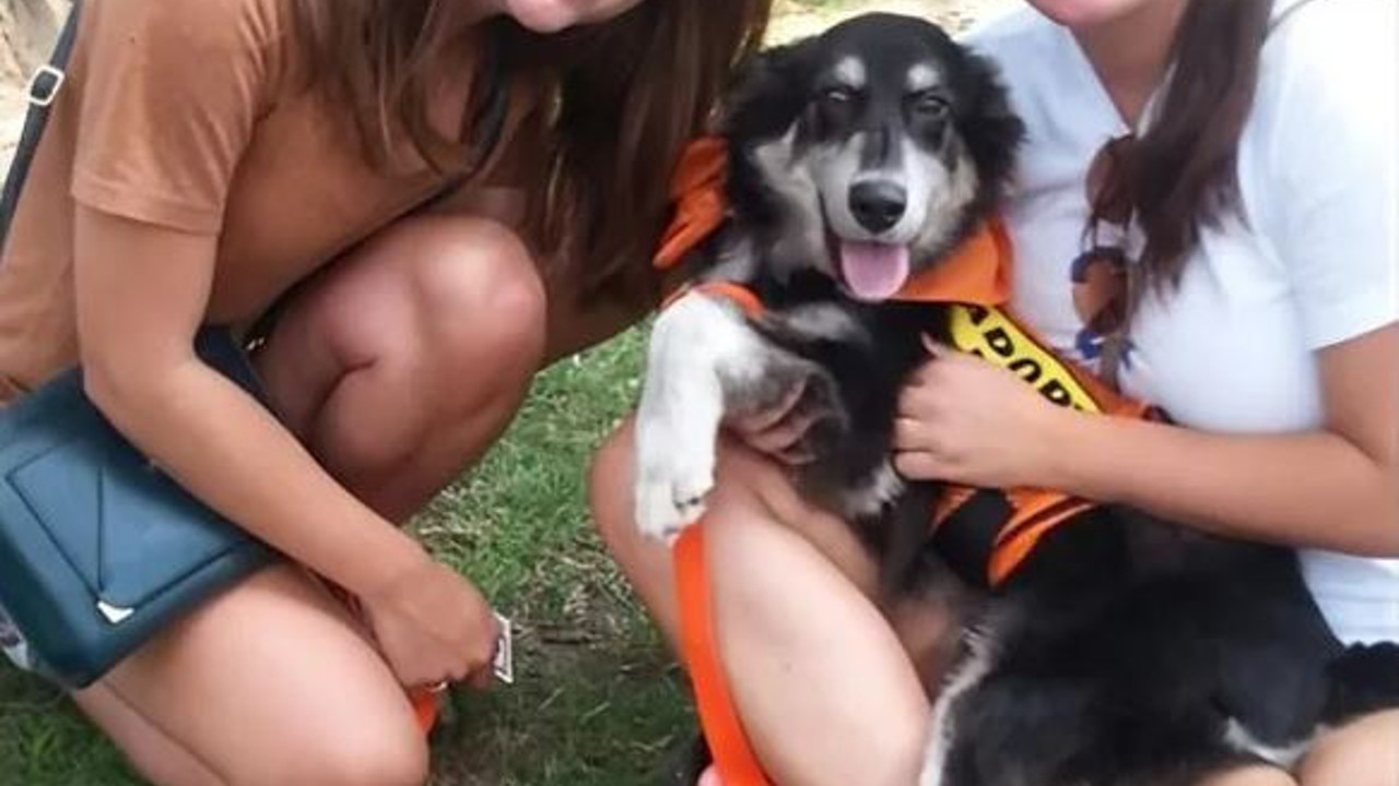 Hayvanları kurtarma kuruluşunda yönetici olan kadının evinden onlarca hayvan ölüsü çıktı