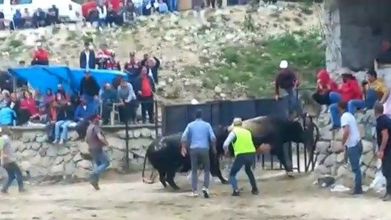 Kızgın boğalar seyircilerin arasına daldı! Ortalık kıyamet gününe döndü…