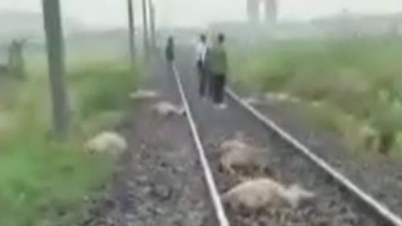 Tren koyun sürüsünü biçti