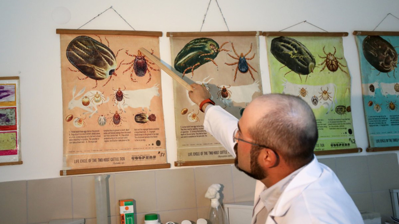 Yaz mevsiminin korkulu rüyası kene hakkında doğru bilinen yanlışlar