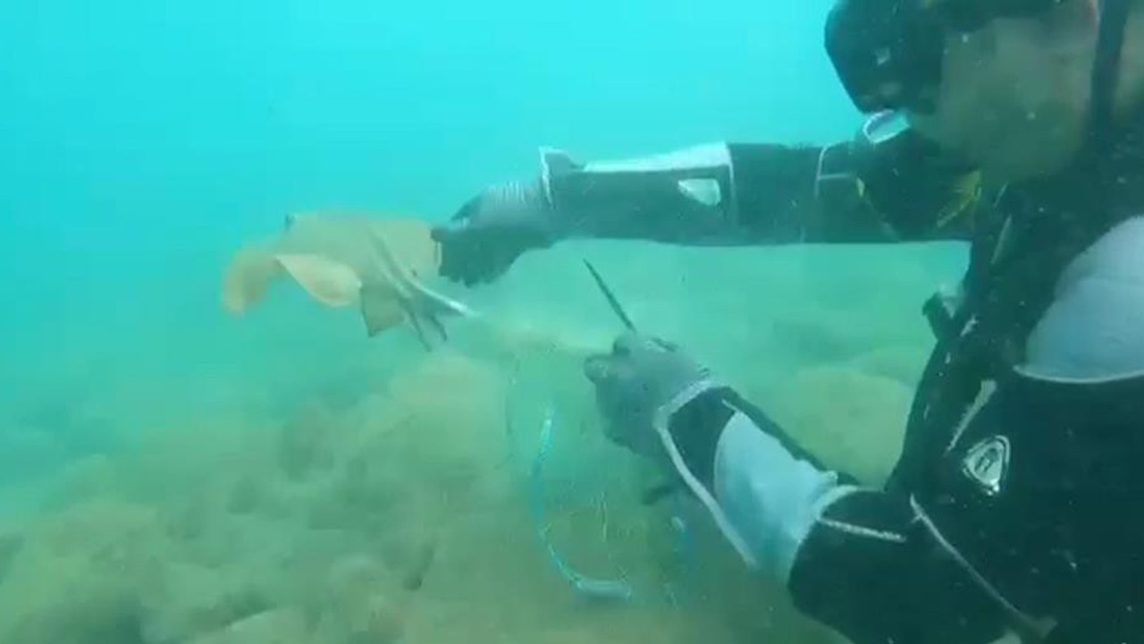 Hatay'da denizi temizlemek için daldılar ağların arasından vatoz kurtardılar