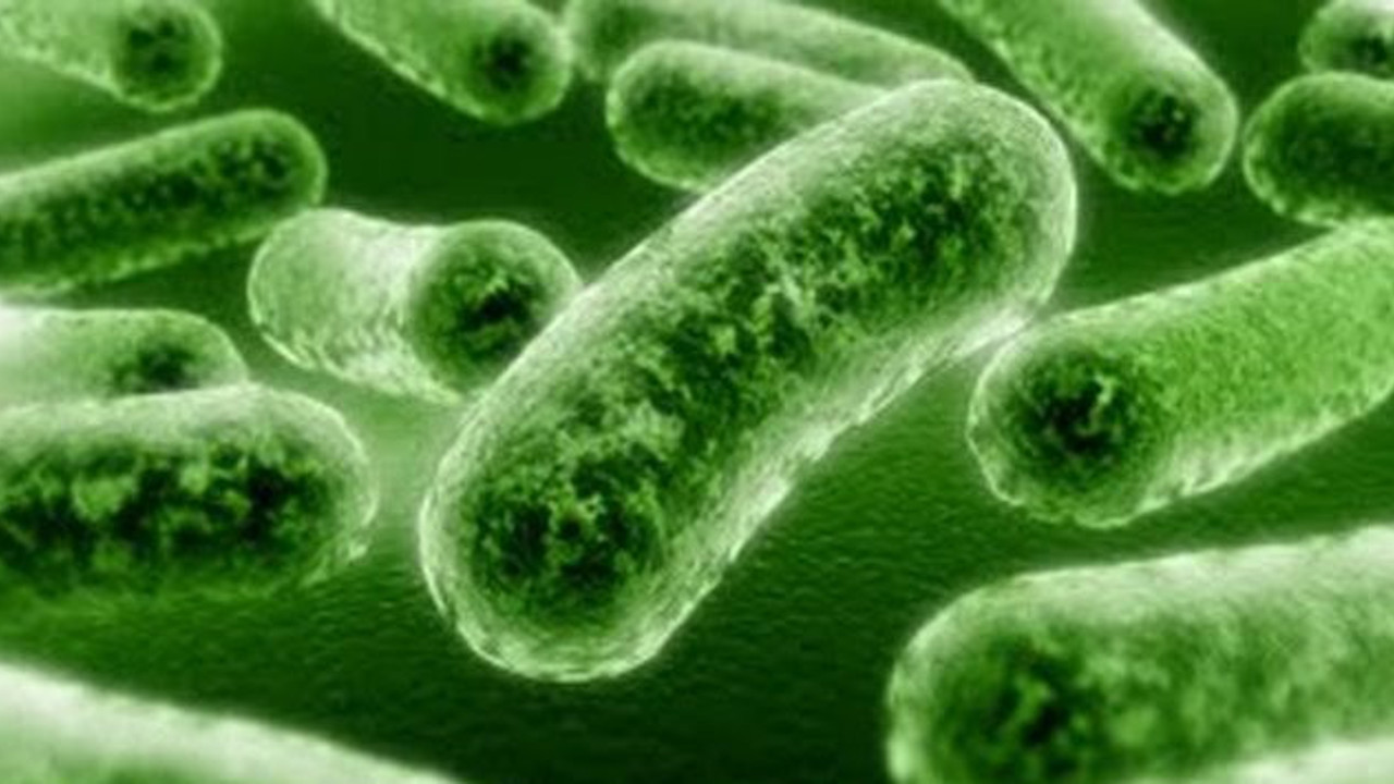 Evdeki en pis eşya hangisi?