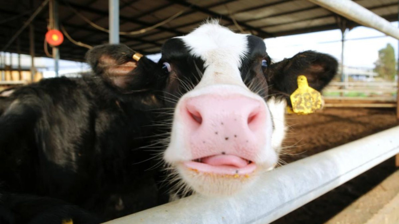 Yeni Zelanda kafayı inek ve koyunların geğirmesine taktı