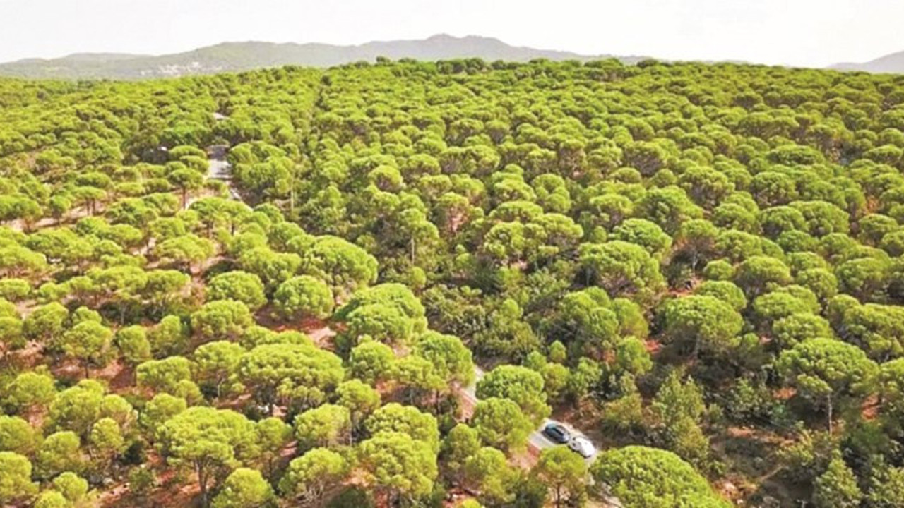 Kozak Yaylası’nda talan. Fıstık ağaçlarını patlatacaklar