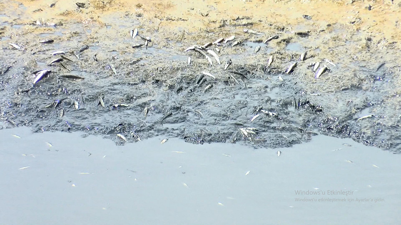 Silivri'de balık ölümlerine inceleme