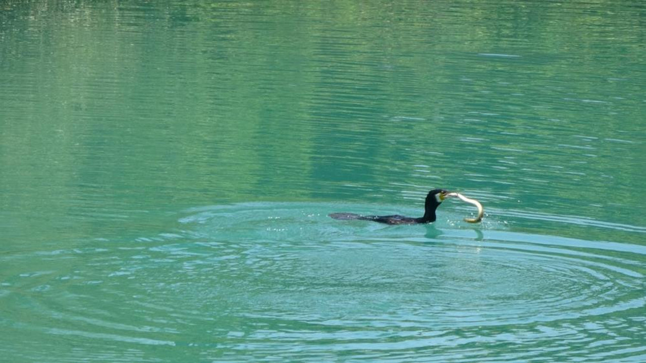 Kuş ile yılanın kapışması nefes kesti