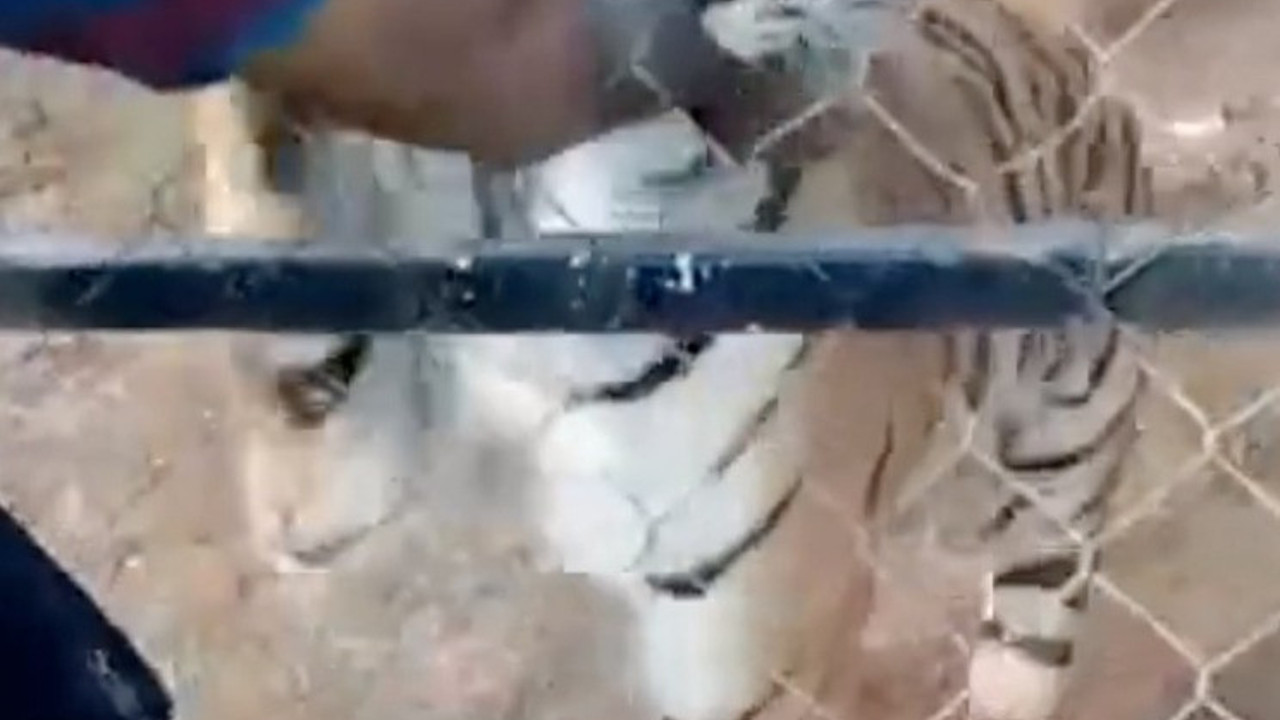 Bakıcısı olduğu kaplanın saldırısına uğrayan kişi öldü