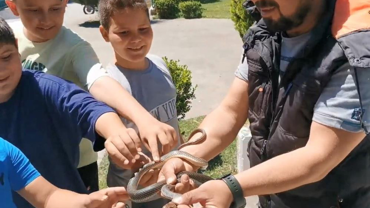 Yılan terbiyecisi ağaçta yakaladı. Çocuklara yılanı sevdirdi