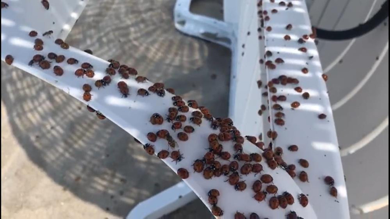 Saros Körfezi'ni milyonlarcası istila etti. İnsanları ısırmaya başladılar