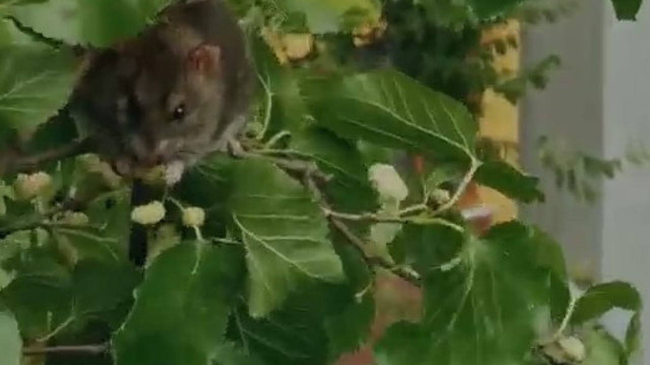 Yüzsüz farenin beyaz dut keyfi