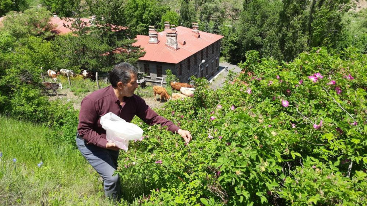 Kuşburnu bitkisini dağdan topluyorlar reçelini yapıp satıyorlar