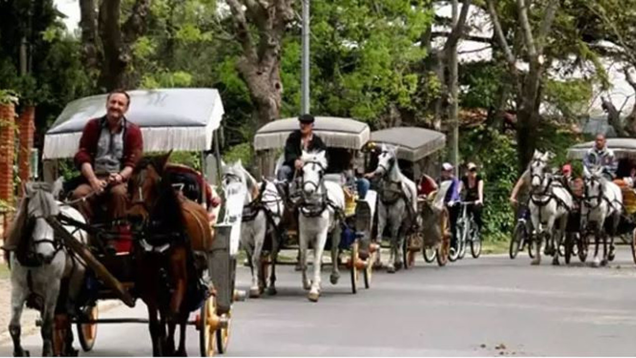 Faytonlardan kurtarılan atların yeni yerleri belli oldu