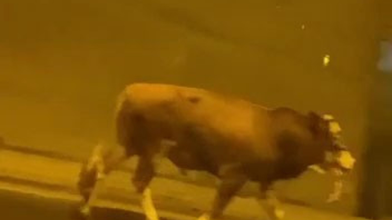 Bayramın ilk kaçak kurbanı sahalara çıktı. Tünelin bir ucundan girdi bir ucundan çıktı. Tünel ve otoyol ücreti istemeseler bari