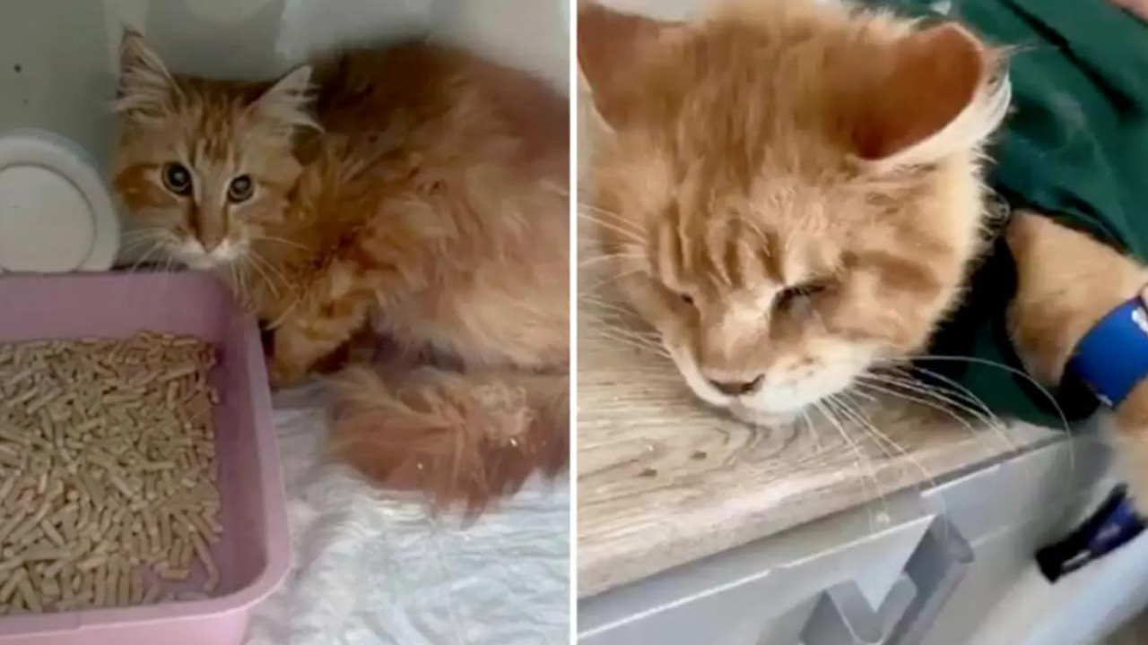 20 kediyle yaşıyordu: Aç kalan kediler sahiplerini yedi