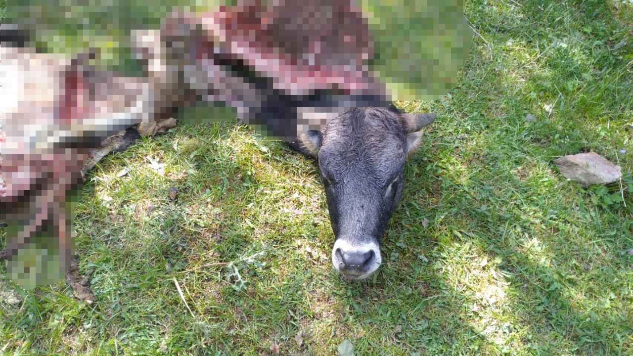 Kaybolan danayı kurtlar böyle parçaladı