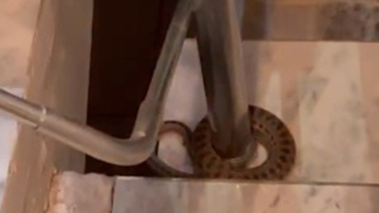 Elazığ'da apartmana giren yılan paniğe neden oldu