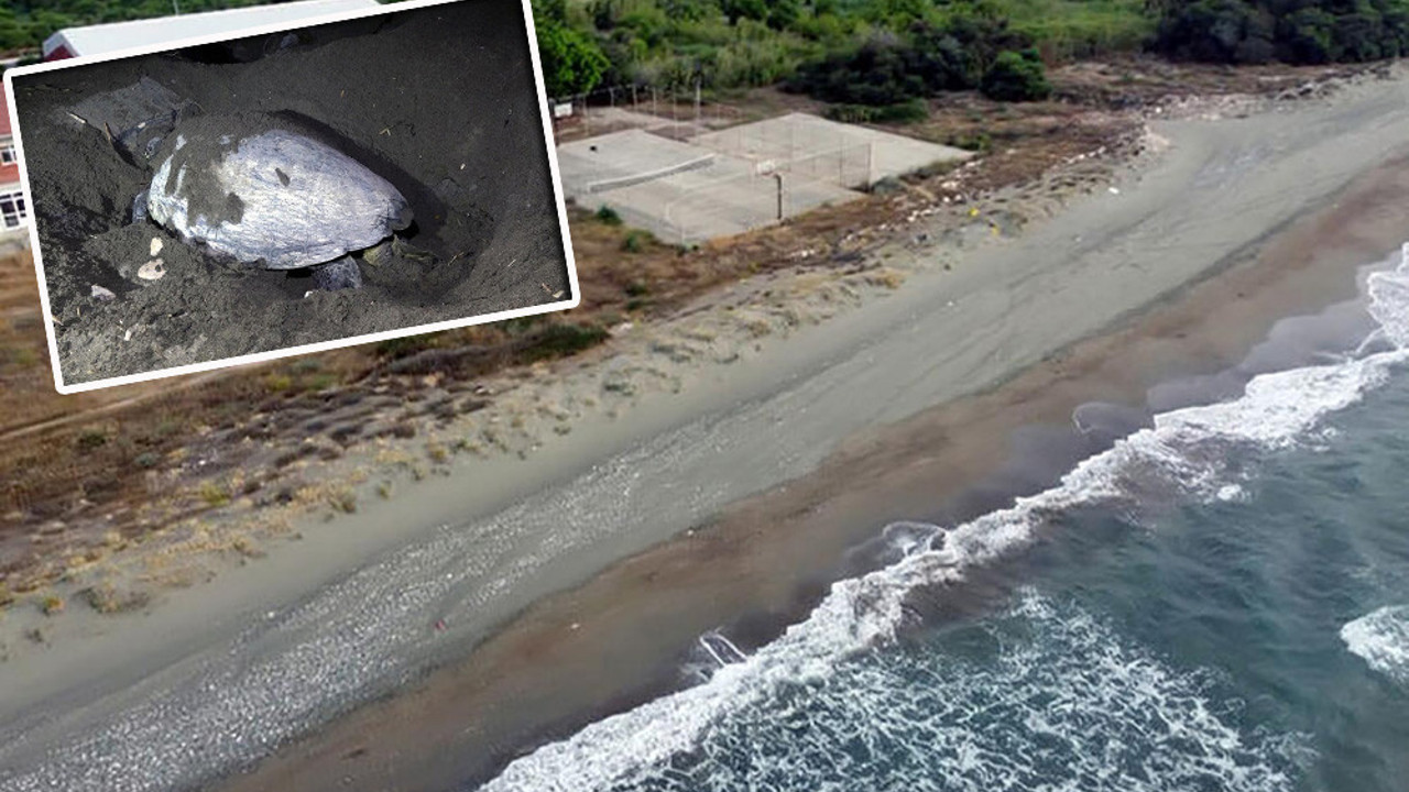 Caretta carettalara dronlu takip