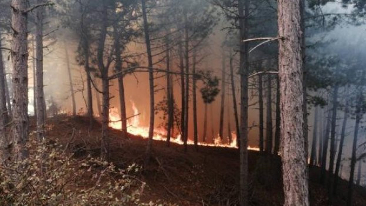 Ormana yakın alanda ateş yakan kişiye para cezası kesildi