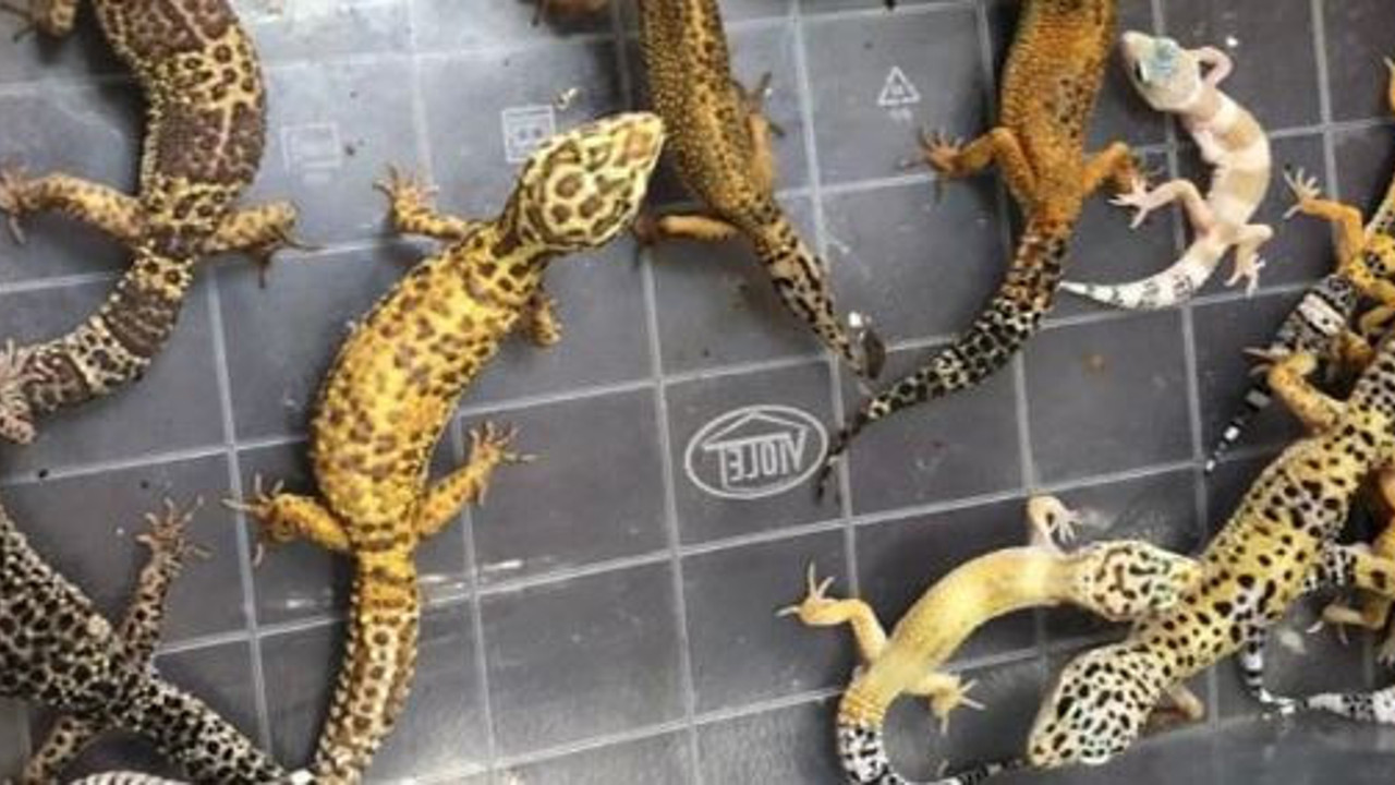 Tropik hayvan kaçakçılarına operasyon: 62 gözaltı