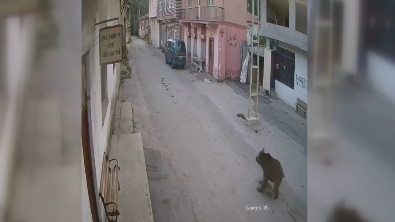 Karşısına çıkan ayıyı bağırarak korkutup kaçırdı