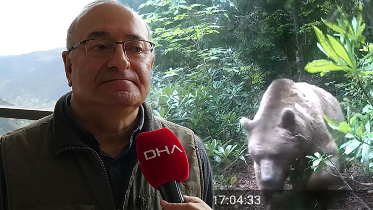 Mikdat Hoca'nın belalısı ayı görüntülendi. Ünlü profesör ayının neden kırgın olduğunu açıkladı. Hoca ayıyı çaya davet etti