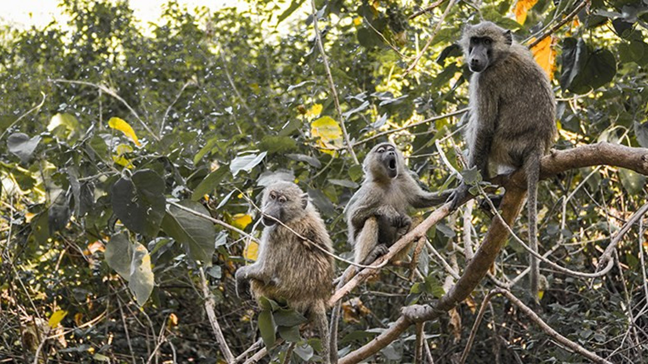 Tanzanya'da maymunların kaçırdığı bebek hayatını kaybetti