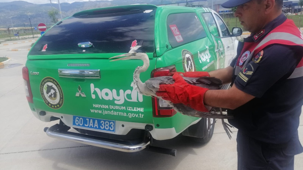 Havaalanında yaralı halde bulunan balıkçıl kuşu tedavi altına alındı