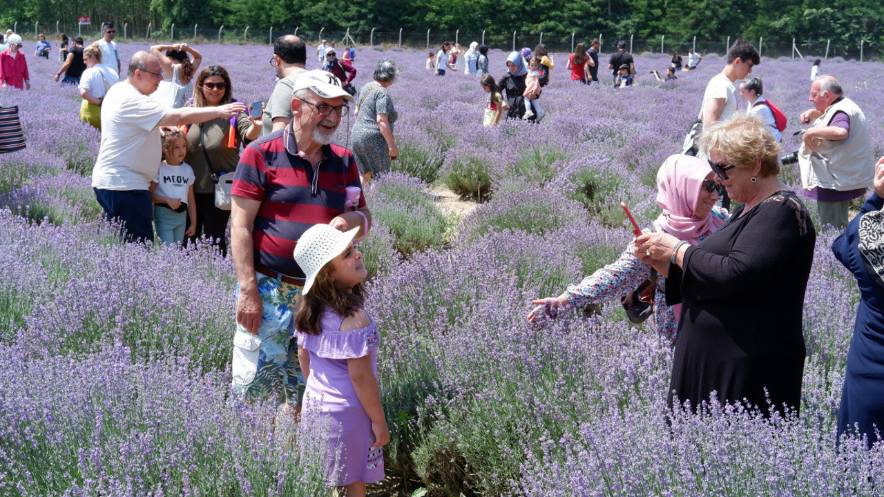 Lavanta tarlası fotoğraf stüdyosuna dönüştü