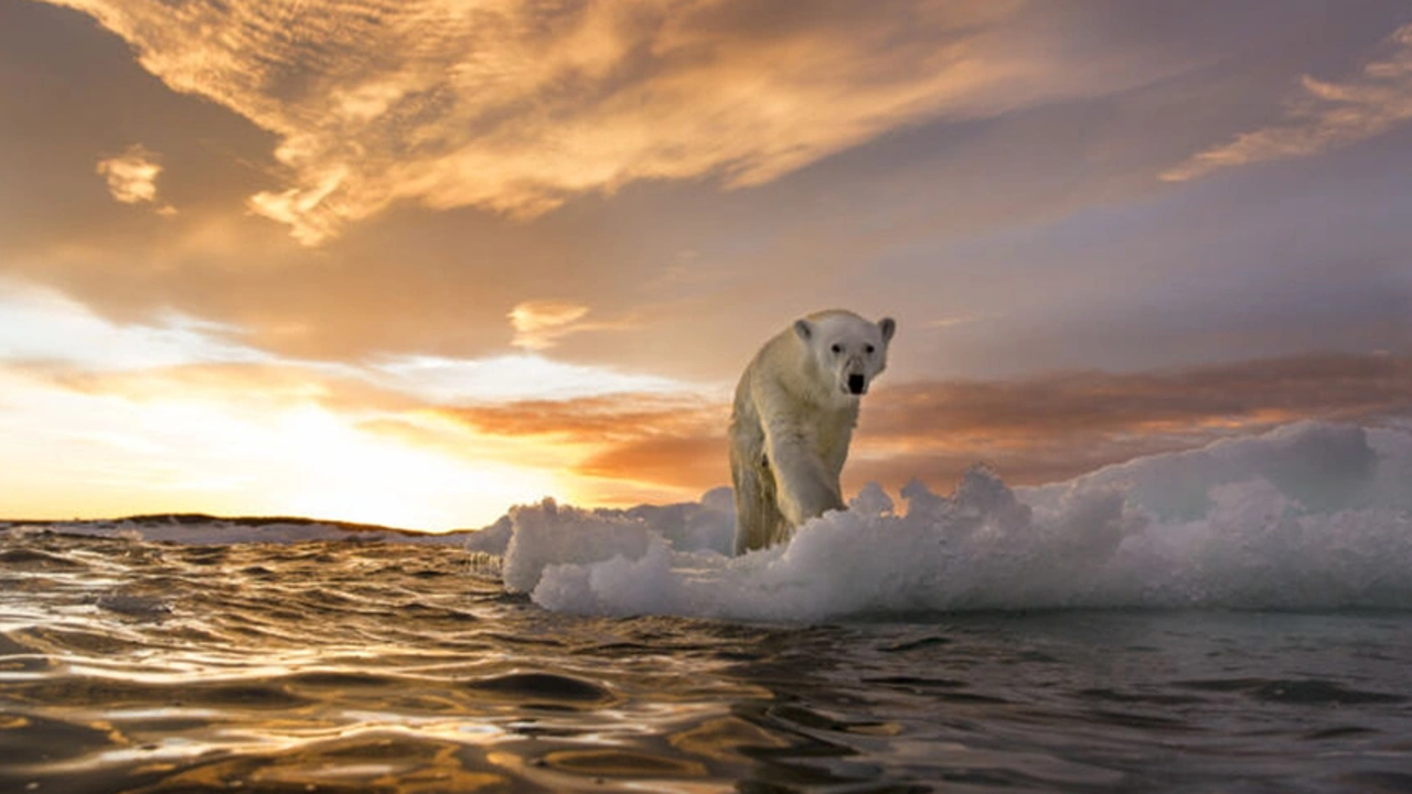 Grönland'da yeni bir kutup ayısı nüfusu keşfedildi